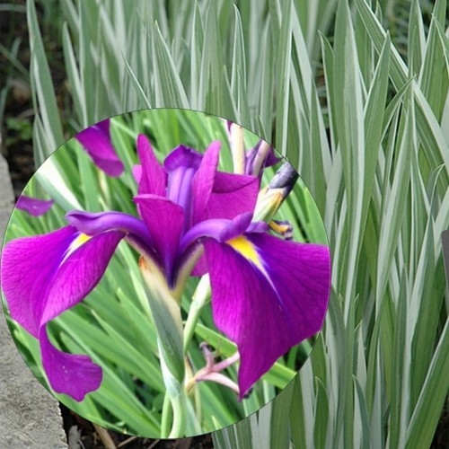 Iris ensata 'Variegata' - Kämpferi iiris 'Variegata'